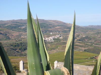 A distant village seen trough an Agabe plant.